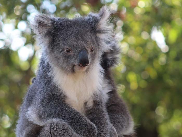 Доклад о коале 2 класс: сообщение на тему коала
