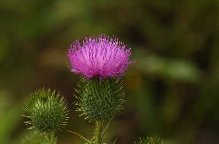 Что такое шариковщина?