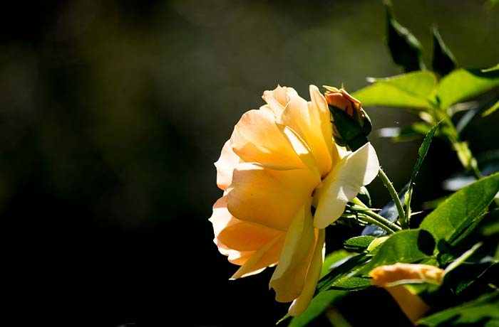 картинка Образ и характеристика Иуды в романе Мастер и Маргарита Образ и характеристика Иуды в романе Мастер и Маргарита