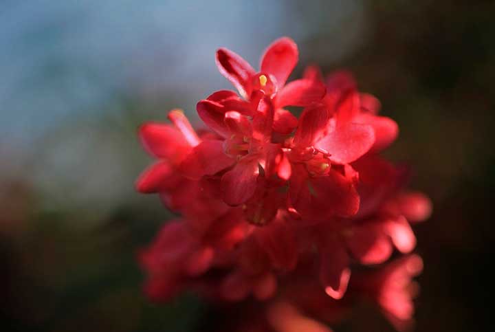 Основные темы романа Мастер и Маргарита