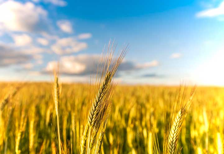 Отзыв о романе Мастер и Маргарита