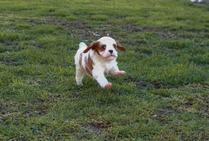 По произведению Собачье сердце