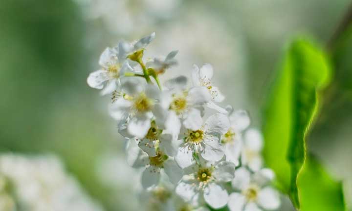 Смысл финала повести Собачье сердце