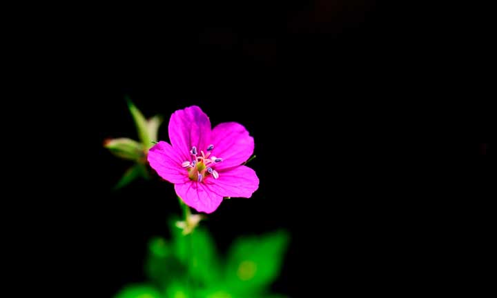 В чем смысл произведения Собачье сердце