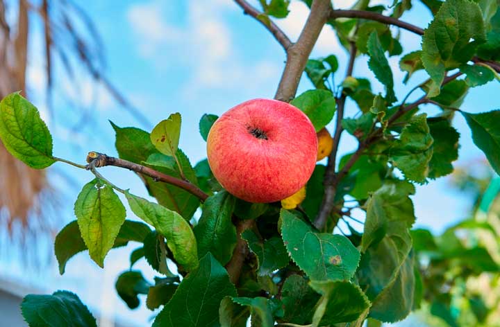 По произведению Антоновские яблоки