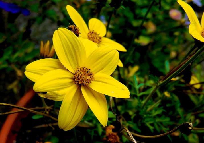 Женские образы в творчестве Бунина