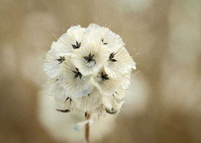 Характеристика и образ Яши в пьесе Вишнёвый сад