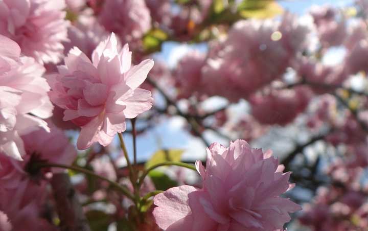 По произведению Дама с собачкой