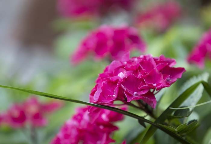 Анализ произведения Москва - Петушки Ерофеева