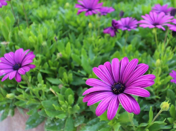 Анализ рассказа Житкова Как я ловил человечков