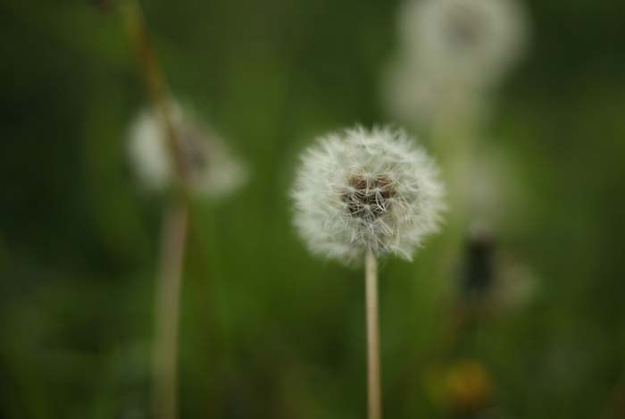 Анализ романа Марка Твена Приключения Тома Сойера