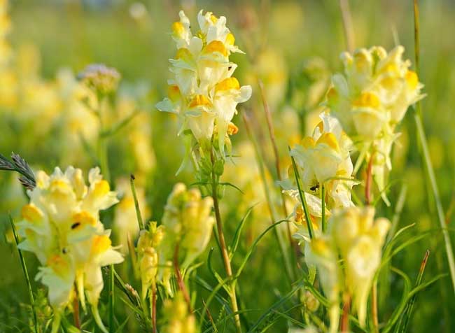 картинка Характеристика и образ Дмитрия Разумихина в романе Преступление и наказание Достоевского сочинение Характеристика и образ Дмитрия Разумихина в романе Преступление и наказание