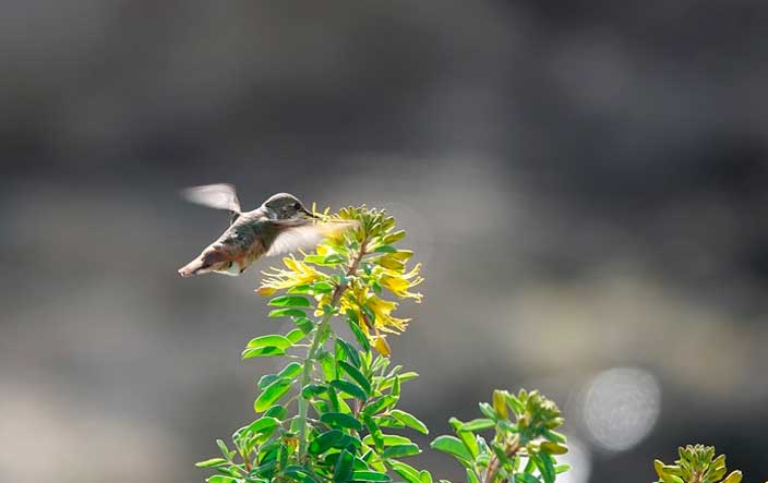 Лирический герой в стихотворениях Есенина