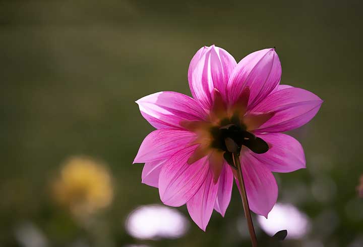 Мальвина из сказки Буратино