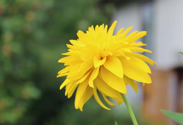 Образ Дарьи в поэме Мороз, Красный Нос