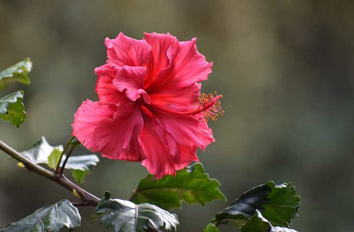 Образ и характеристика Дон Кихота