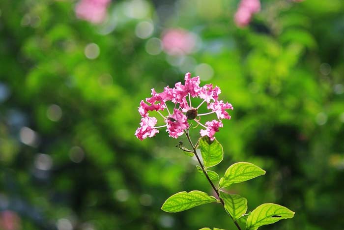 Образ и характеристика Роланда в Песне о Роланде