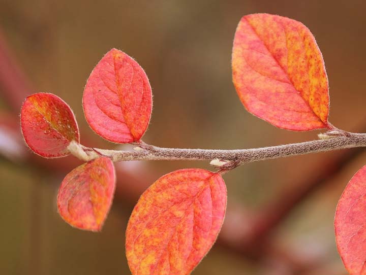 картинка Образ мечтателя в творчестве Достоевского. Итоговое сочинение Образ мечтателя в творчестве Достоевского