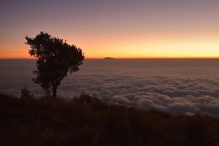 картинка Образ Януша В дурном обществе Короленко сочинение Образ Януша В дурном обществе Короленко