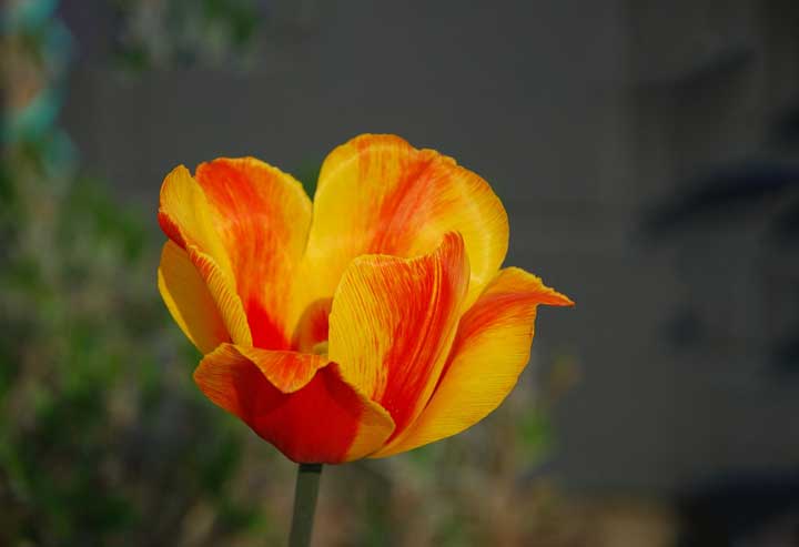 картинка Отзыв на повесть Бедная Лиза Карамзина Отзыв на повесть Бедная Лиза Карамзина