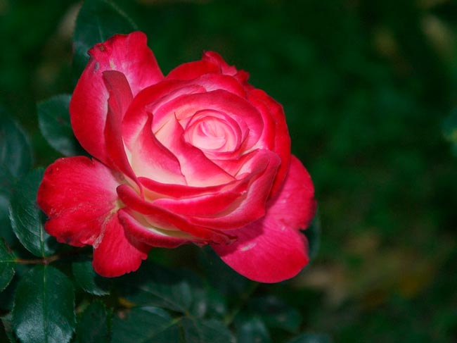 Сочинение по трагедии Ромео и Джульетта Шекспира