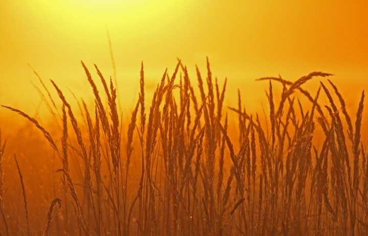 картинка Сочинение Примеры выбора из жизни Примеры выбора из жизни