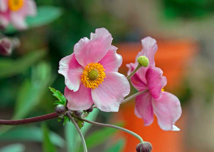Анализ сборника Петербургские повести