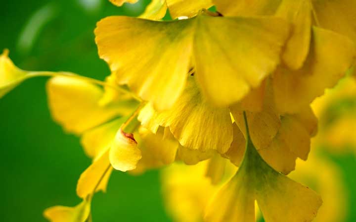 Жизнь и быт казаков в запорожской сечи в повести Тарас Бульба сочинение