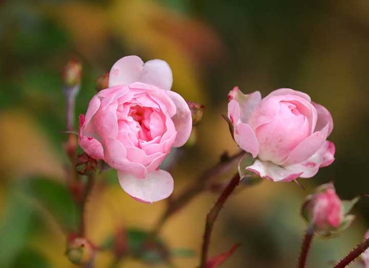 картинка Речь Тараса Бульбы о товариществе в повести Тарас Бульба Речь Тараса Бульбы о товариществе в повести Тарас Бульба