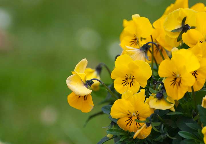 Сценическая история комедии Гоголя Ревизор