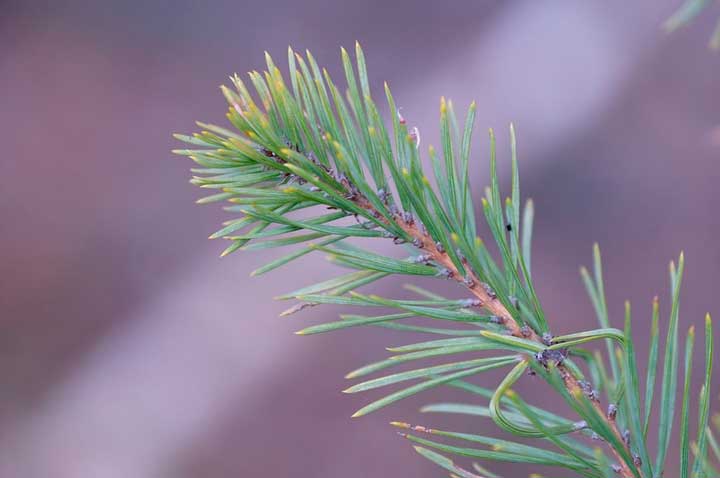 В чем социальная опасность хлестаковщины