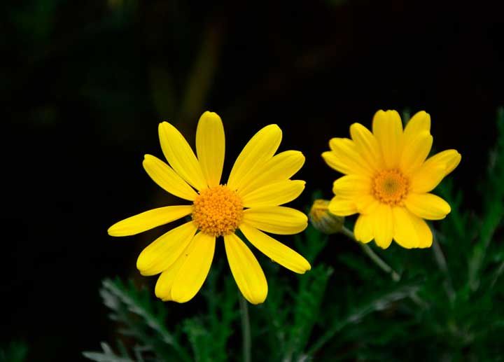 Жизненные идеалы Хлестакова