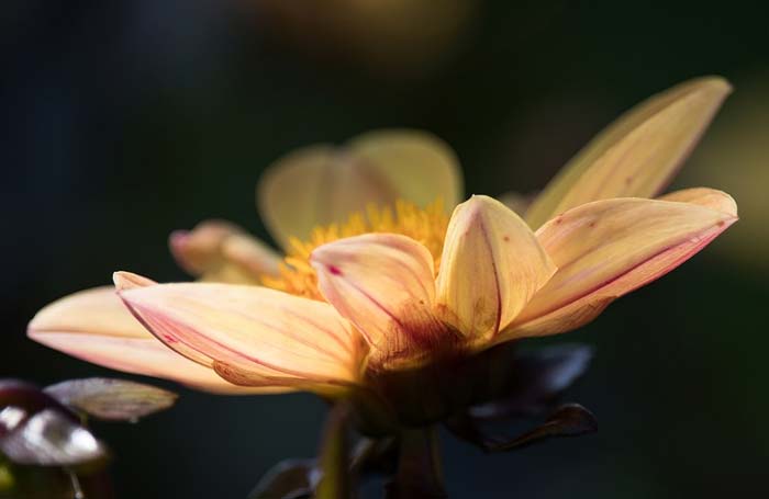картинка Анисья в романе Обломов характеристика, образ сочинение Анисья в романе Обломов