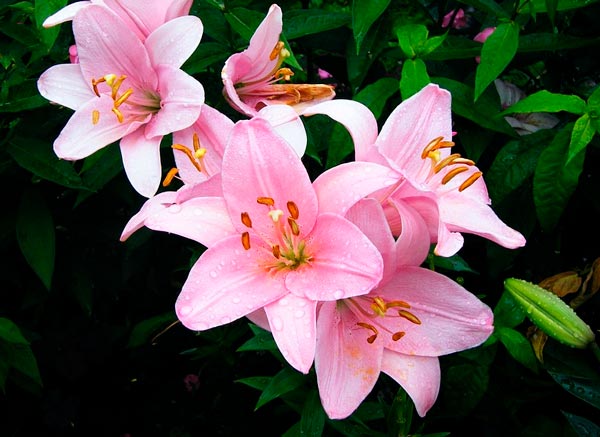 Анализ рассказа Горького Макар Чудра