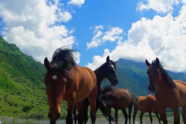 Характеристика и образ Лойко Зобара в рассказе Горького Макар Чудра сочинение
