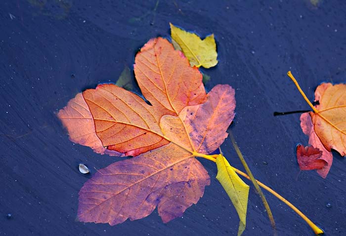 Отношение Чацкого к крепостному праву в комедии Горе от ума