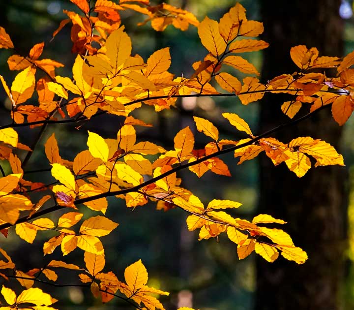 картинка Сочинение Семья, общество, Отечество в жизни человека Семья, общество, Отечество в жизни человека