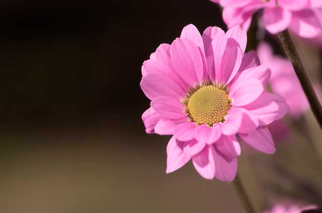 Образ и характеристика Любы в рассказе Яма Куприна