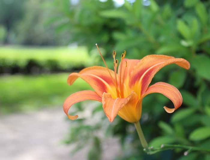 Образ и характеристика Шурочка в повести Поединок