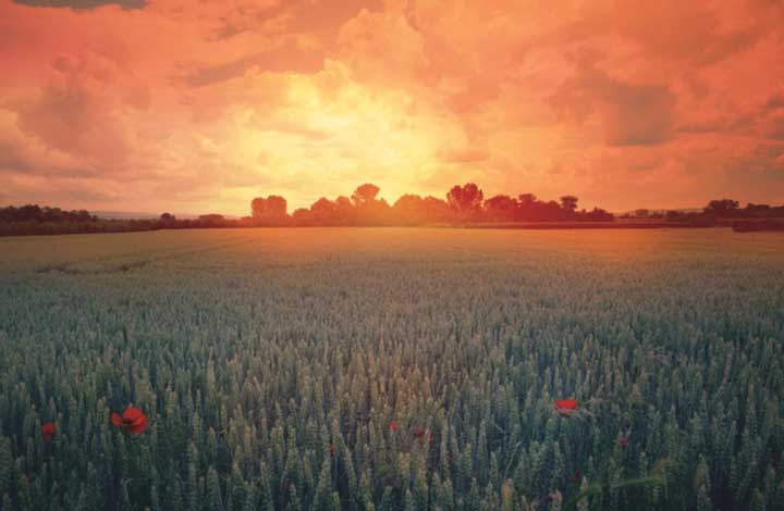 картинка Отзыв о стихотворении Бородино Лермонтова Отзыв о стихотворении Бородино