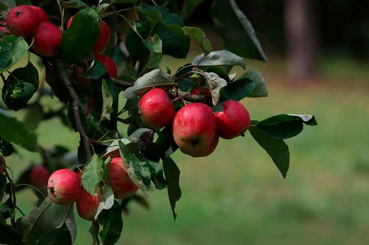 Печорин глазами Максима Максимыча