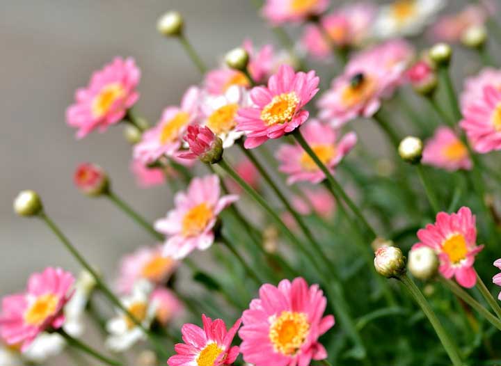 картинка Сочинение Рассказчики в романе Герой нашего времени Лермонтова Рассказчики в романе Герой нашего времени