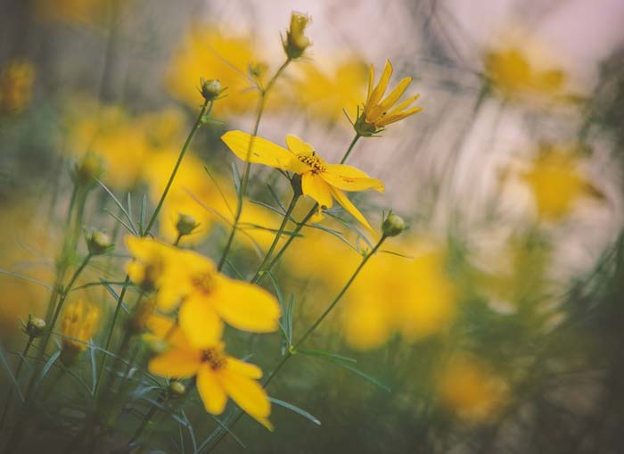 Сравнительная характеристика Печорина и Максима Максимыча