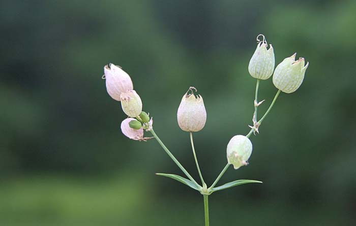 Варвара и Кудряш в пьесе Гроза
