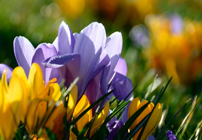 картинка Сочинение на тему 8 марта 8 марта