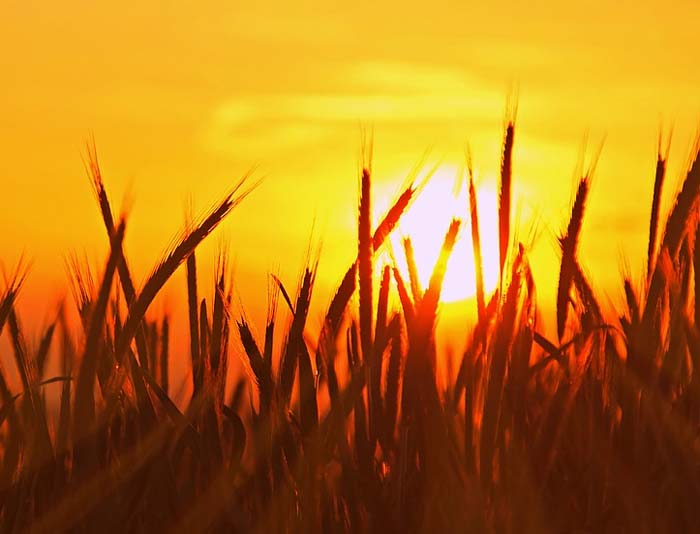 Образ автора в романе Евгений Онегин