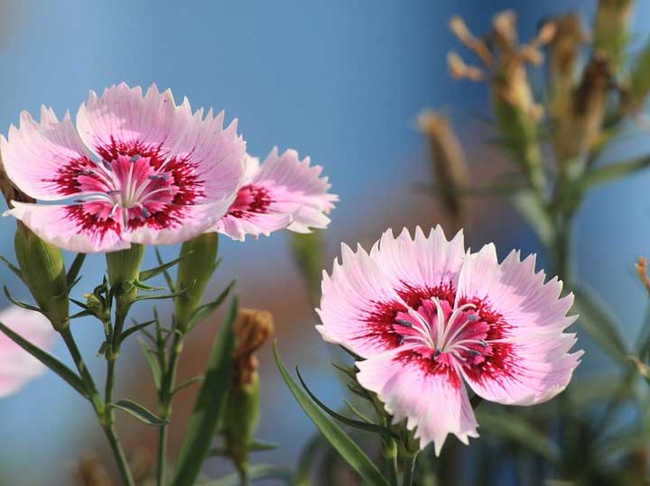 картинка Ларины в романе Евгений Онегин Пушкина (семья Лариных) Ларины в романе Евгений Онегин