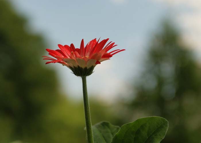 Образ и характеристика Петра 1 в поэме Полтава