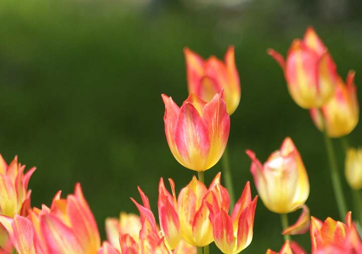 Образ Параши в поэме Медный всадник