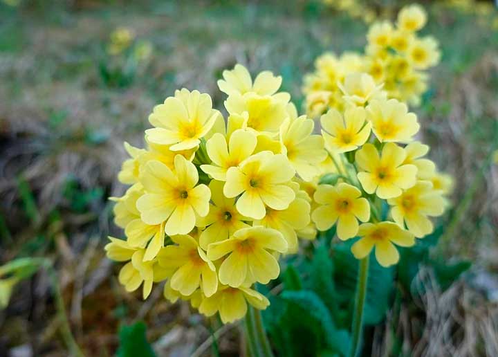 Отношение автора к Ленскому и Онегину